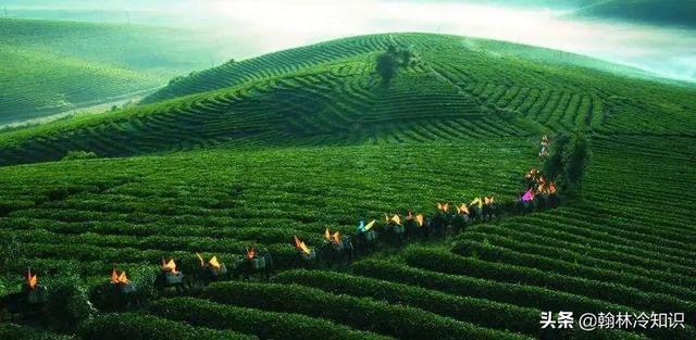 红茶为什么叫black teat,红茶英语为啥叫blacktea