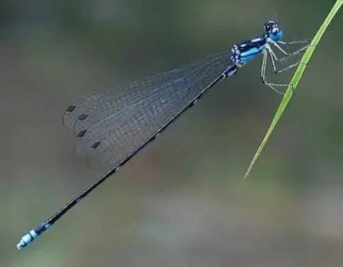 什么样的蜻蜓填形容词aa,什么的蜻蜓形容词填空