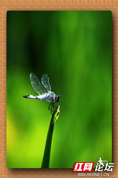 什么的蜻蜓和什么的蝴蝶,()的蜻蜓