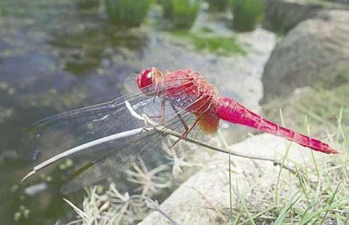 什么样的蜻蜓填形容词aa,什么的蜻蜓形容词填空