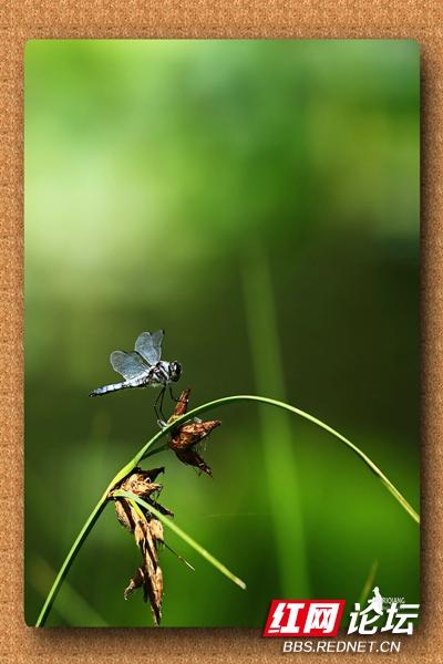 什么的蜻蜓和什么的蝴蝶,()的蜻蜓