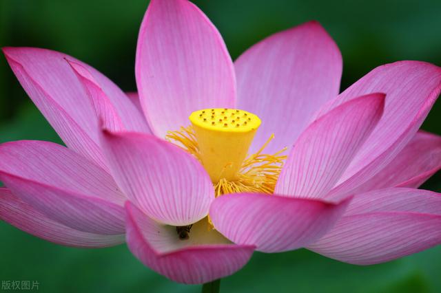 荷叶是什么的什么填空,莲叶荷叶有什么区别