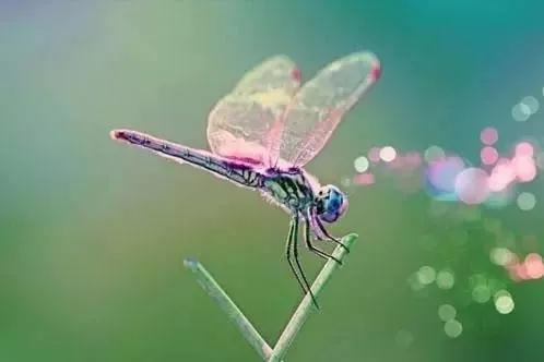 什么样的蜻蜓填形容词aa,什么的蜻蜓形容词填空