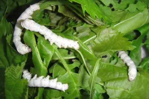 不服从调剂还能被其他学校录取吗,高考不服从调剂会转到下一志愿吗