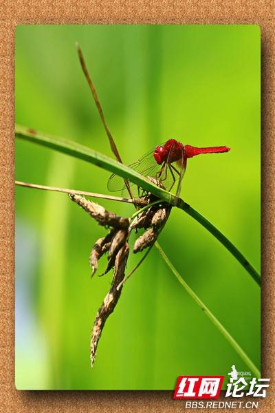 什么的蜻蜓和什么的蝴蝶,()的蜻蜓