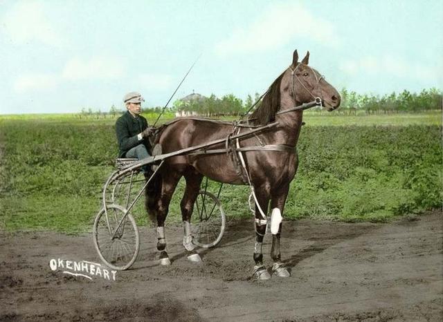 什么的马匹,一匹什么样的马