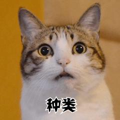 大专的教师资格证怎么考,成人大专怎么考教师资格证