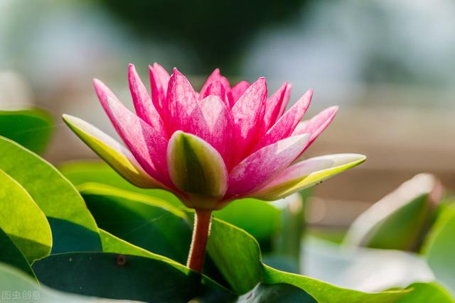 荷叶是什么的什么填空,莲叶荷叶有什么区别