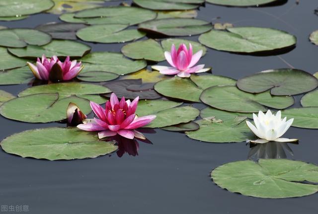 荷叶是什么的什么填空,莲叶荷叶有什么区别