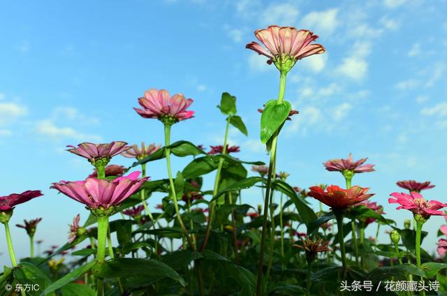 表白的藏头诗,藏头诗表白我喜欢你