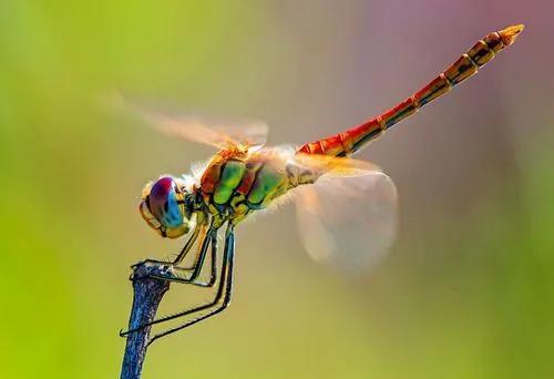 什么样的蜻蜓填形容词aa,什么的蜻蜓形容词填空