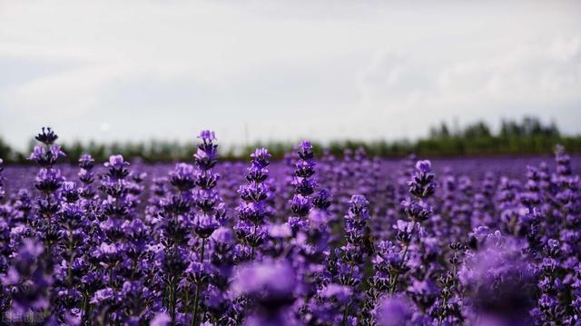 副高级职称相当于什么级别,副高级职称评审通过率