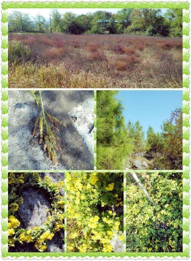 师范类专升本需要考些什么科目呢,自考专升本需要考些什么科目