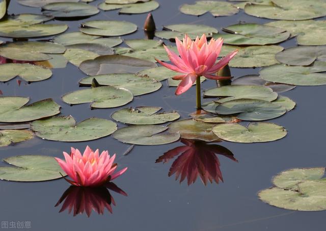 荷叶是什么的什么填空,莲叶荷叶有什么区别