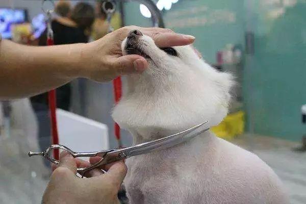 美容师学徒一般学多久才能像老师傅的手法,学美容一般要多久才可以学会