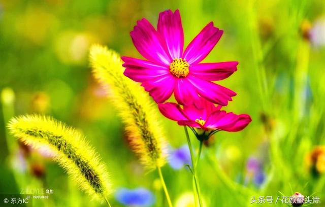 表白的藏头诗,藏头诗表白我喜欢你