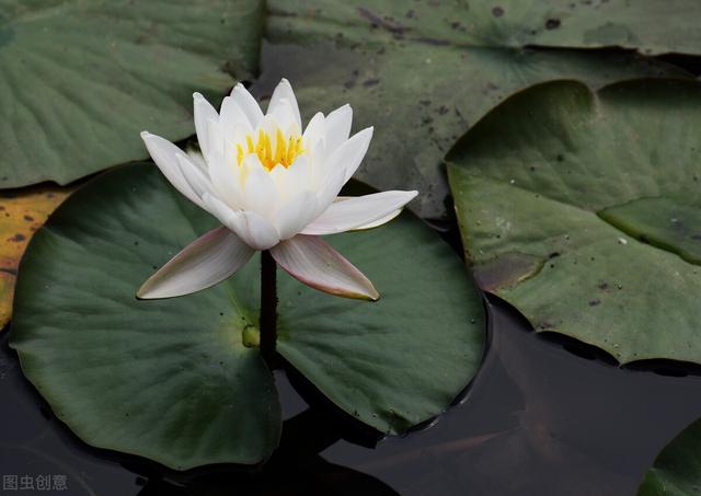 荷叶是什么的什么填空,莲叶荷叶有什么区别