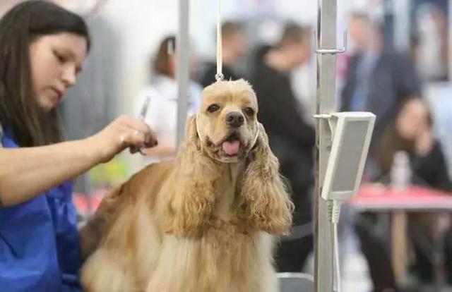 美容师学徒一般学多久才能像老师傅的手法,学美容一般要多久才可以学会