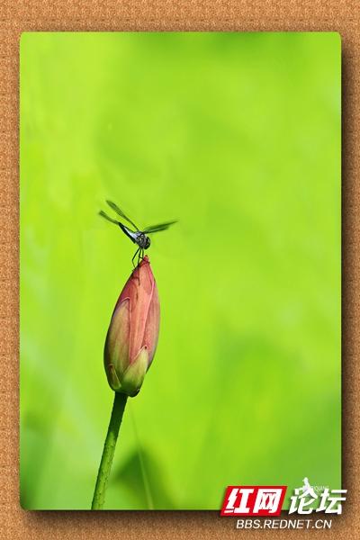 什么的蜻蜓和什么的蝴蝶,()的蜻蜓