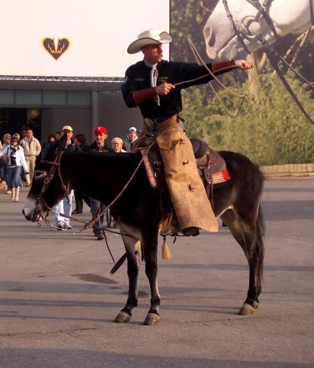 什么的马匹,一匹什么样的马