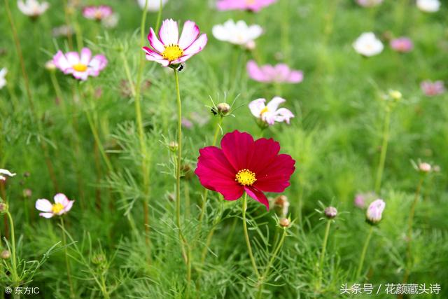 表白的藏头诗,藏头诗表白我喜欢你