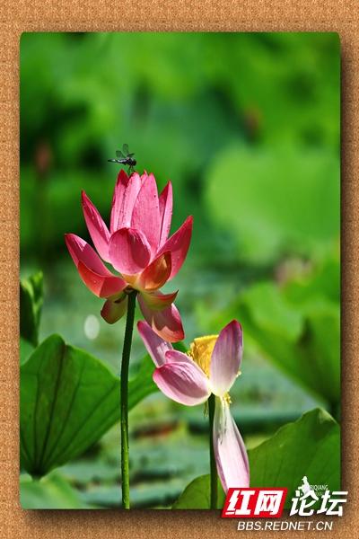 什么的蜻蜓和什么的蝴蝶,()的蜻蜓