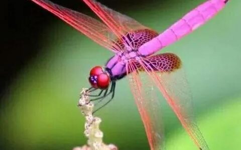 什么样的蜻蜓填形容词aa,什么的蜻蜓形容词填空