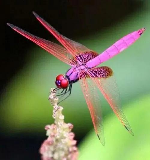 什么样的蜻蜓填形容词aa,什么的蜻蜓形容词填空