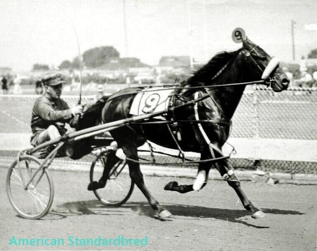 什么的马匹,一匹什么样的马