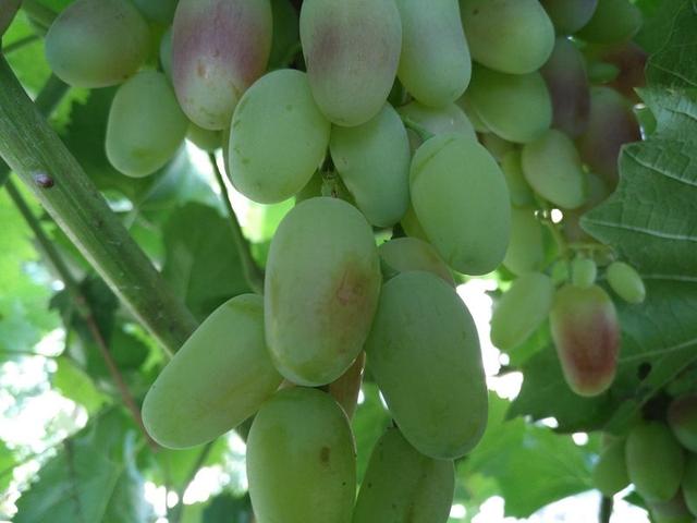 求不定积分∫x,求不定积分∫xcosxdx