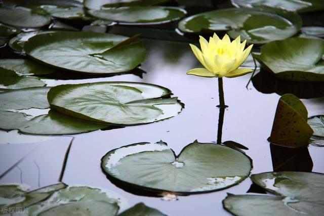 荷叶是什么的什么填空,莲叶荷叶有什么区别