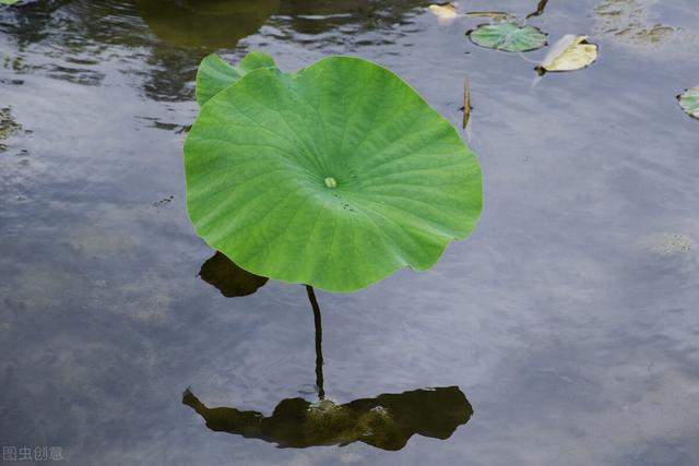 荷叶是什么的什么填空,莲叶荷叶有什么区别