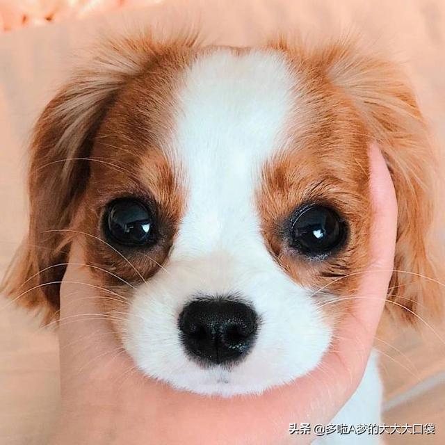 高起本是什么学历,高起本是什么学历