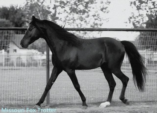 什么的马匹,一匹什么样的马