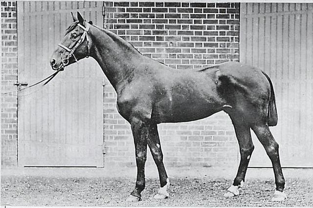 什么的马匹,一匹什么样的马