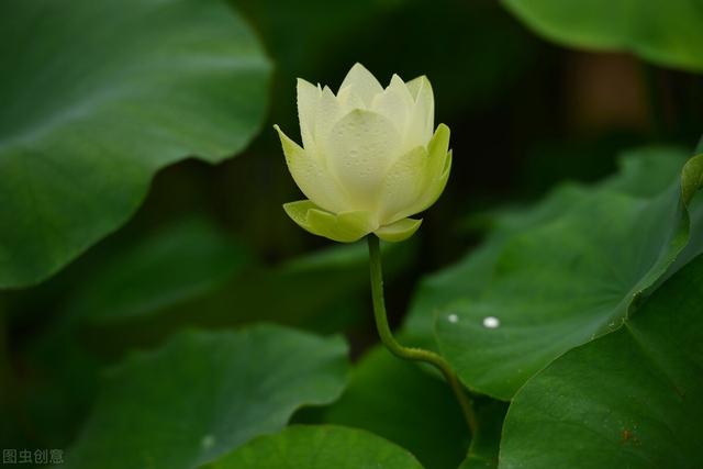 荷叶是什么的什么填空,莲叶荷叶有什么区别