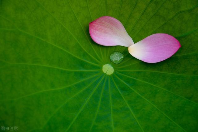 荷叶是什么的什么填空,莲叶荷叶有什么区别