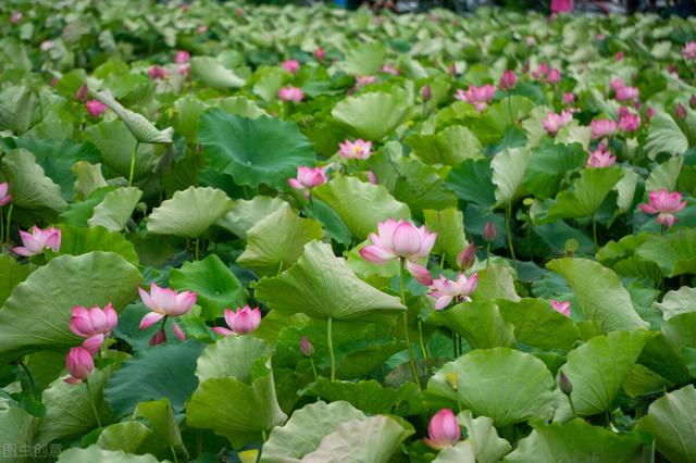 荷叶是什么的什么填空,莲叶荷叶有什么区别