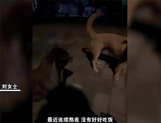 【最新校园资讯】陕西杨凌女生校内晕倒2流浪狗舔鼻唤醒 具体详情是怎样的插图