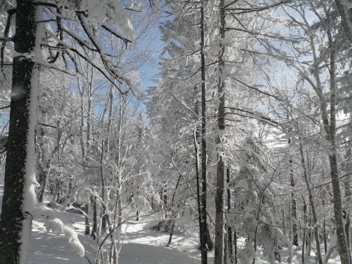 关于北国风光的雪后美景作文题目范文 精选优秀范文参考插图