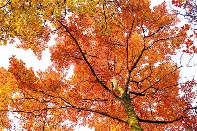 唐诗名句霜叶红于二月花指的是哪种树的红叶 蚂蚁庄园2022年10月2日答案公布插图1